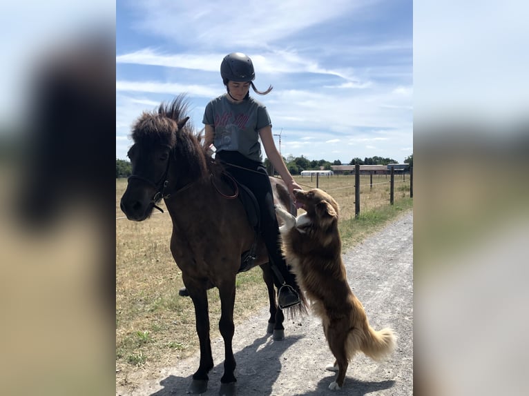 Islandpferd Wallach 17 Jahre 140 cm Rappe in Eu&#xDF;erthal
