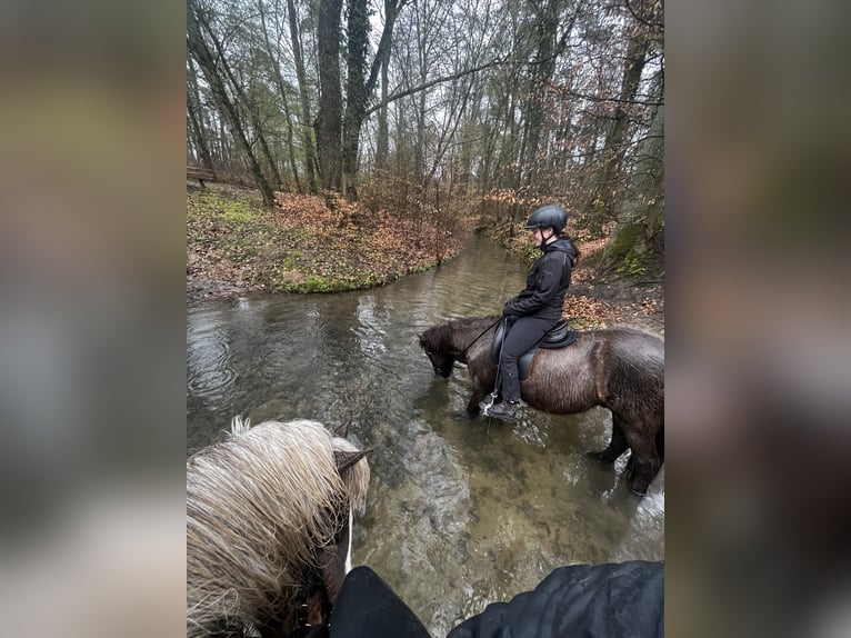 Islandpferd Wallach 17 Jahre 140 cm Rappe in Eu&#xDF;erthal
