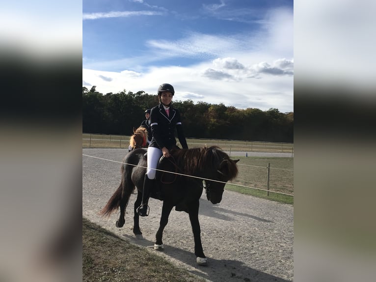 Islandpferd Wallach 17 Jahre 140 cm Rappe in Eu&#xDF;erthal