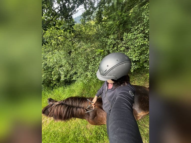 Islandpferd Wallach 17 Jahre 140 cm Rappe in Eu&#xDF;erthal