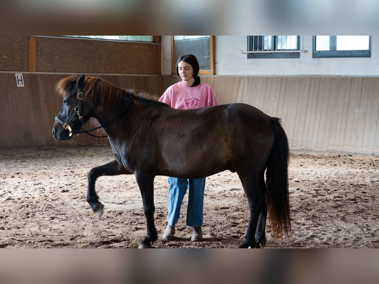 Islandpferd Wallach 17 Jahre 140 cm Rappe in Eu&#xDF;erthal