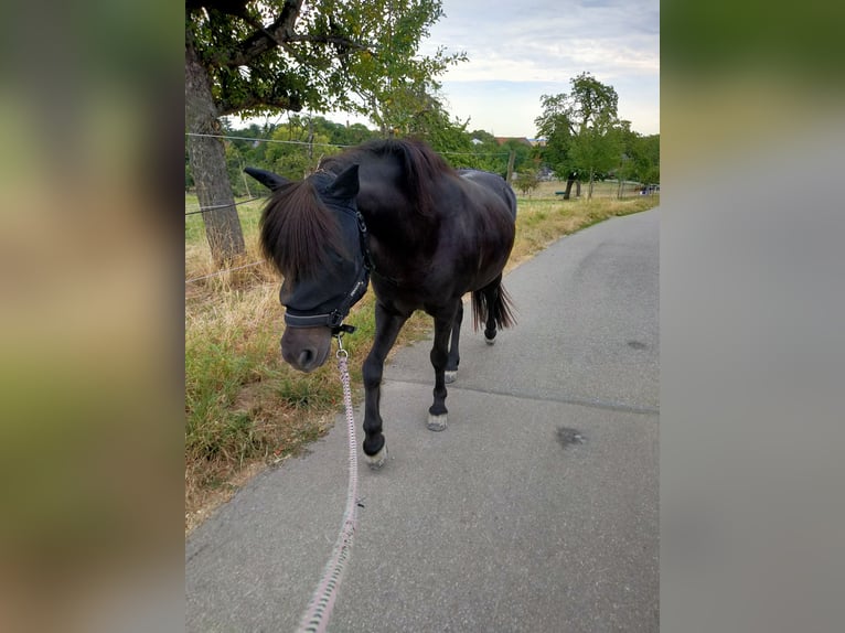 Islandpferd Wallach 17 Jahre 141 cm Rappe in Beilstein