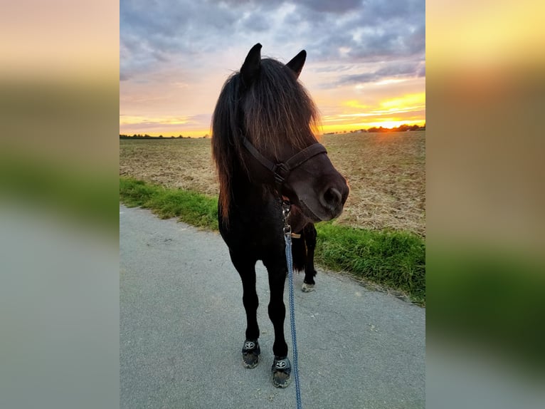 Islandpferd Wallach 17 Jahre 141 cm Rappe in Beilstein