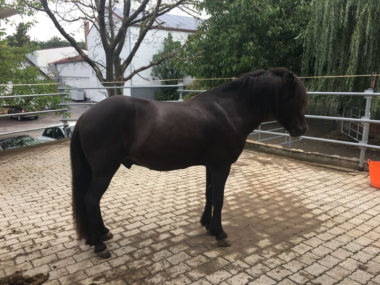 Islandpferd Wallach 17 Jahre 141 cm Rappe in Beilstein