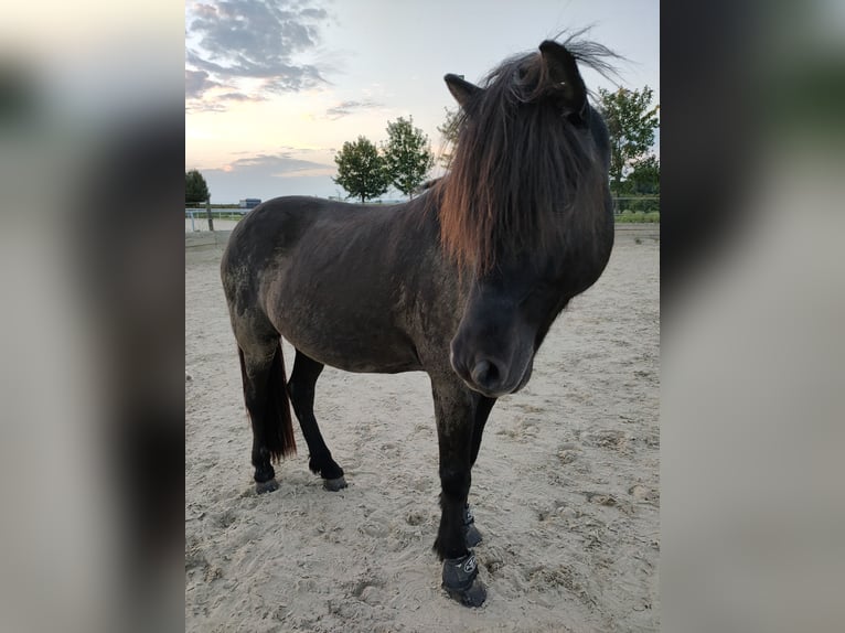 Islandpferd Wallach 17 Jahre 141 cm Rappe in Beilstein