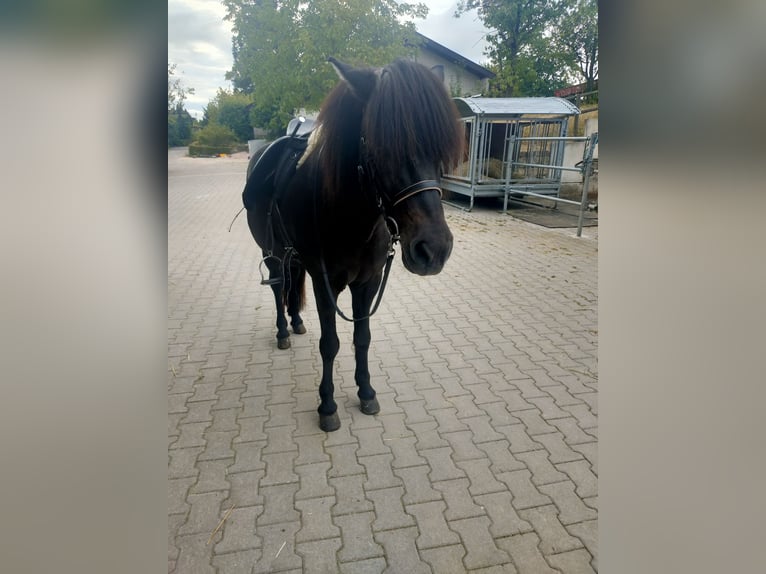 Islandpferd Wallach 17 Jahre 141 cm Rappe in Beilstein