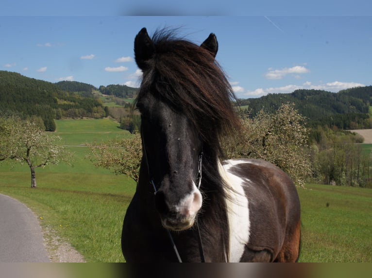 Islandpferd Wallach 17 Jahre 144 cm Schecke in Schwertberg