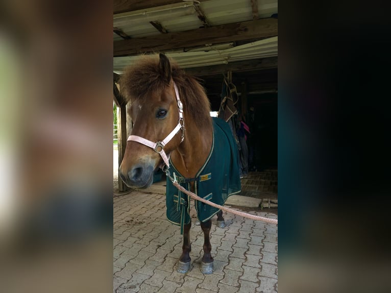 Islandpferd Wallach 17 Jahre 145 cm Brauner in Ha&#xDF;loch