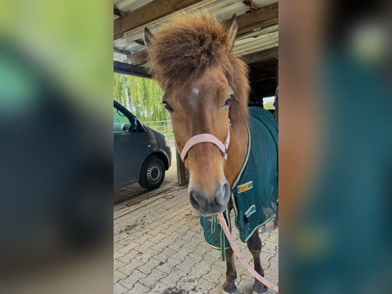 Islandpferd Wallach 17 Jahre 145 cm Brauner in Ha&#xDF;loch