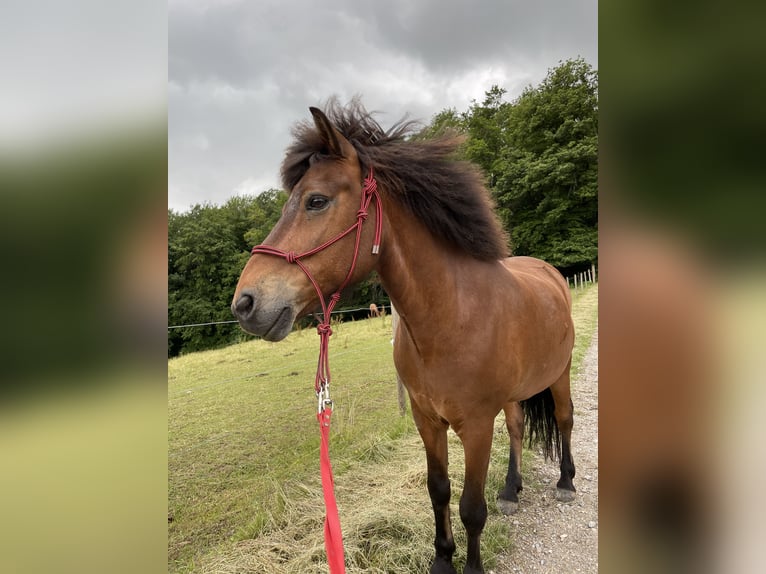 Islandpferd Wallach 17 Jahre 145 cm Brauner in Ha&#xDF;loch