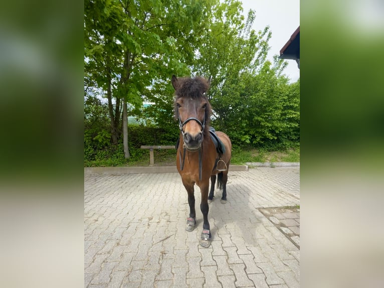 Islandpferd Wallach 17 Jahre 145 cm Brauner in Ha&#xDF;loch