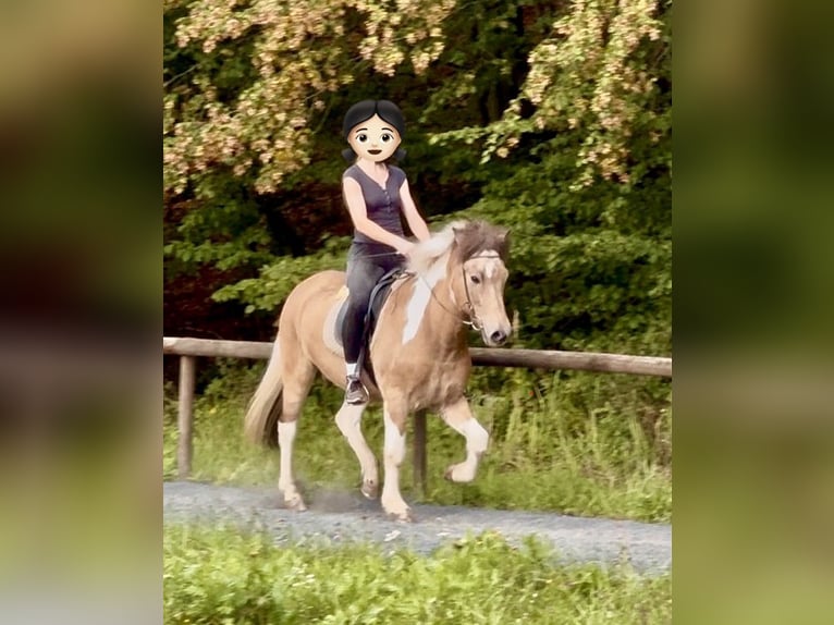 Islandpferd Wallach 17 Jahre 145 cm Schecke in Königswinter