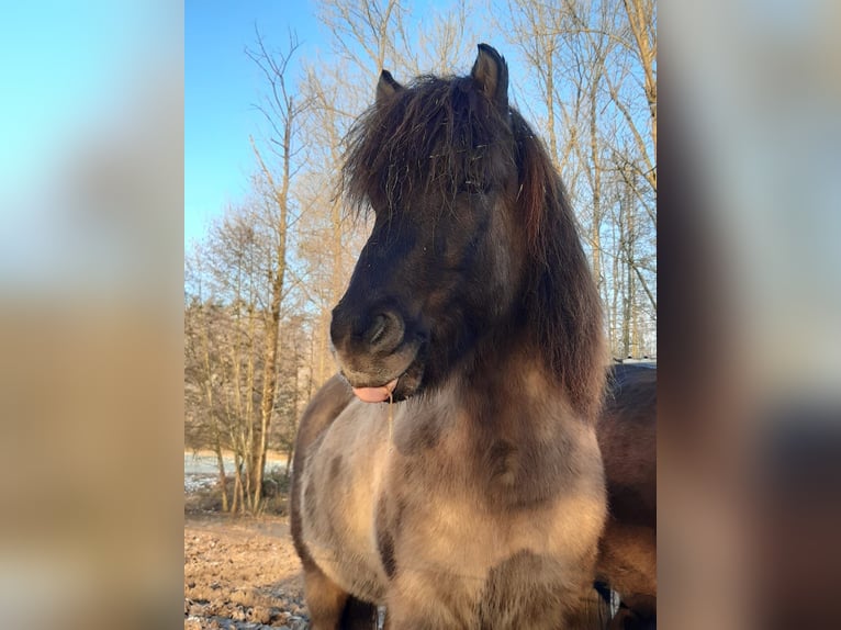 Islandpferd Wallach 17 Jahre Falbe in Bassum