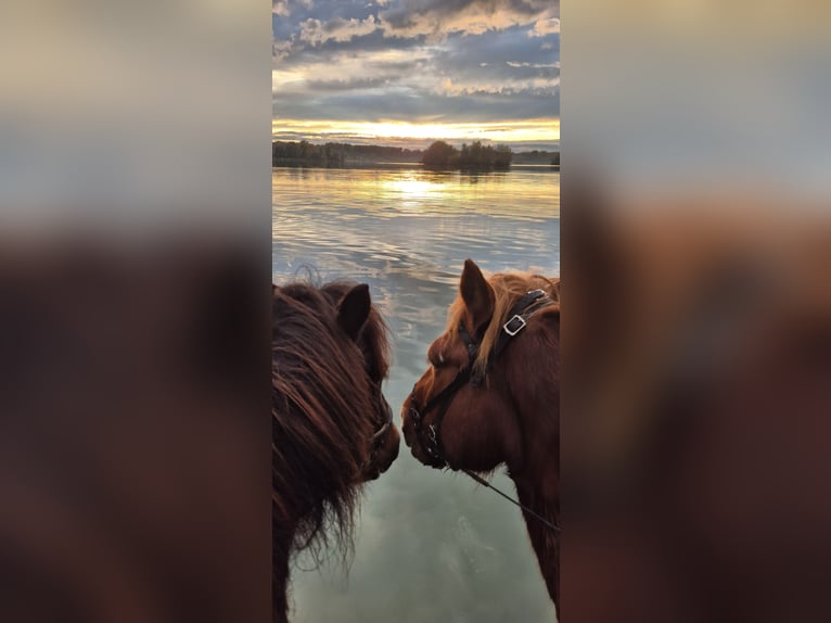 Islandpferd Wallach 17 Jahre in Dettenheim