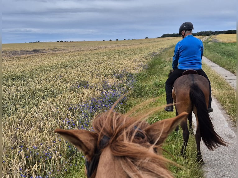 Islandpferd Wallach 17 Jahre in Dettenheim