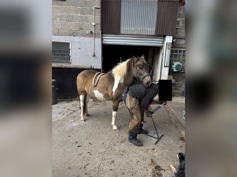 Islandpferd Mix Wallach 18 Jahre 120 cm Schecke in Brombachtal
