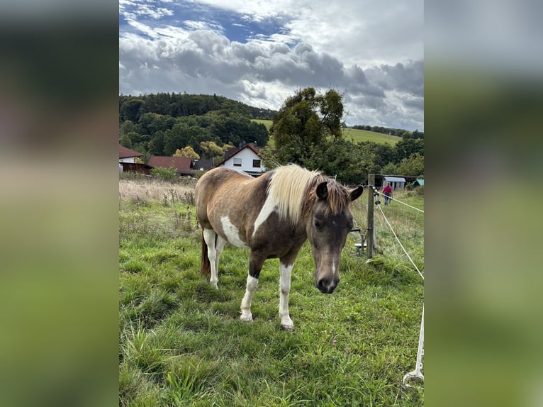 Islandpferd Mix Wallach 18 Jahre 120 cm Schecke in Brombachtal