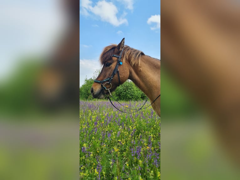 Islandpferd Wallach 18 Jahre 132 cm Falbe in Ettringen