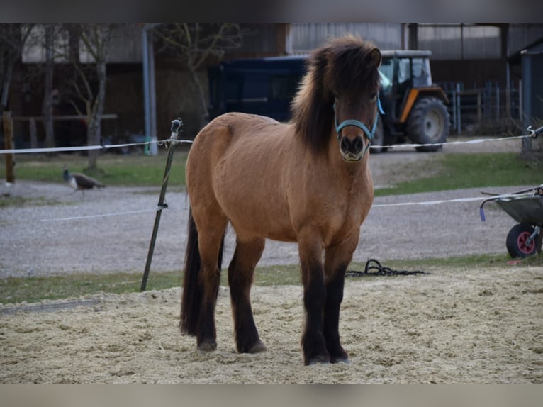 Islandpferd Wallach 18 Jahre 132 cm Falbe in Ettringen