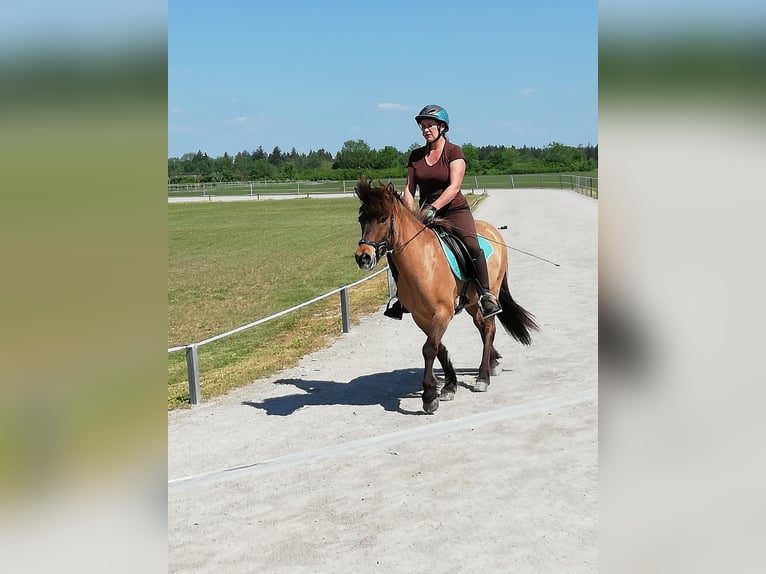 Islandpferd Wallach 18 Jahre 132 cm Falbe in Ettringen