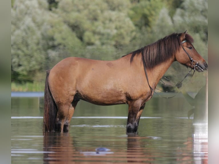 Islandpferd Wallach 18 Jahre 132 cm Falbe in Ettringen