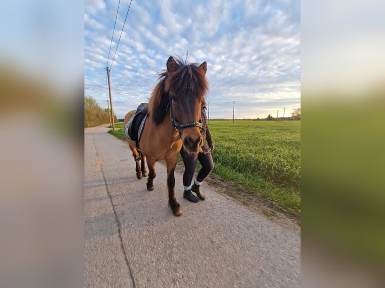 Islandpferd Wallach 18 Jahre 132 cm Falbe in Ettringen