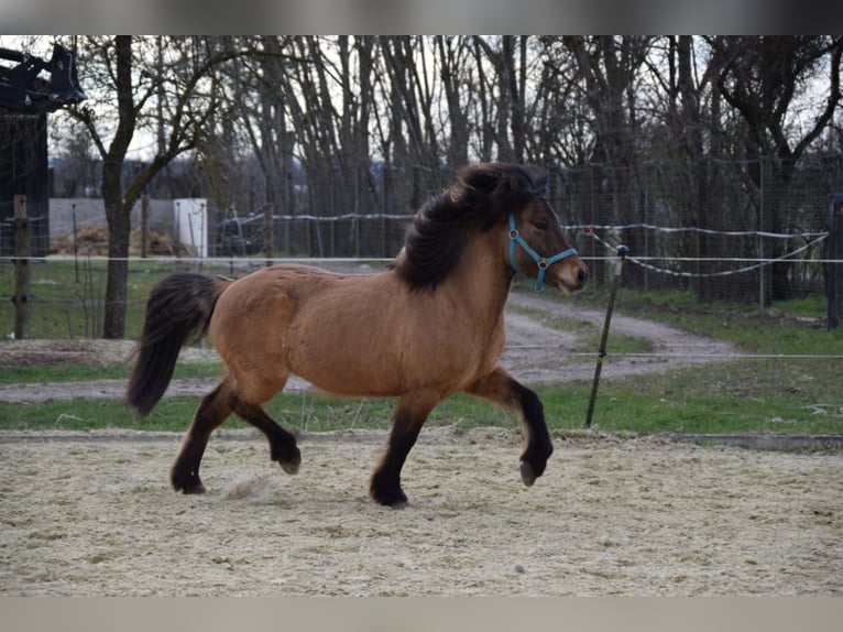 Islandpferd Wallach 18 Jahre 132 cm Falbe in Ettringen