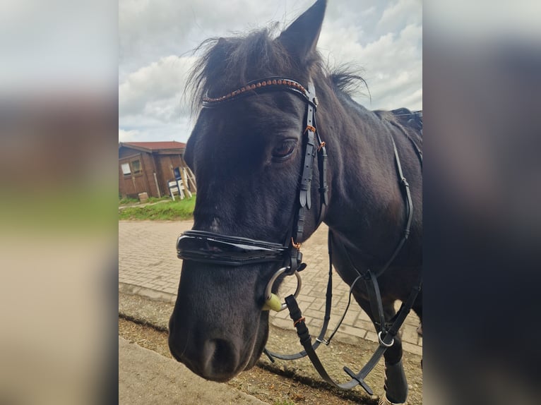 Islandpferd Mix Wallach 18 Jahre 137 cm in Solingen