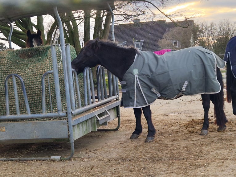 Islandpferd Mix Wallach 18 Jahre 137 cm in Solingen