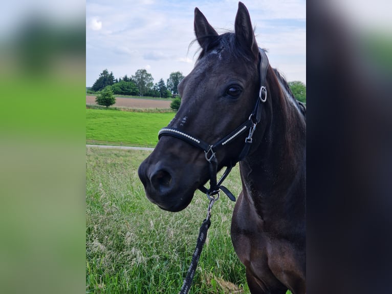 Islandpferd Mix Wallach 18 Jahre 137 cm in Solingen