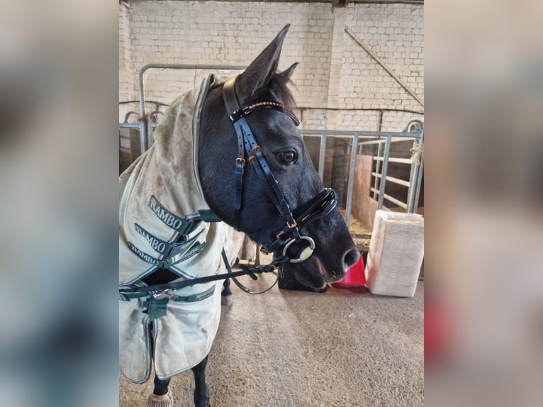 Islandpferd Mix Wallach 18 Jahre 137 cm in Solingen