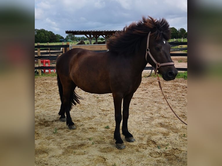 Islandpferd Wallach 18 Jahre 138 cm Rappe in Butjadingen