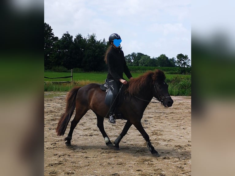 Islandpferd Wallach 18 Jahre 138 cm Rappe in Butjadingen