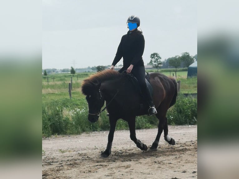Islandpferd Wallach 18 Jahre 138 cm Rappe in Butjadingen