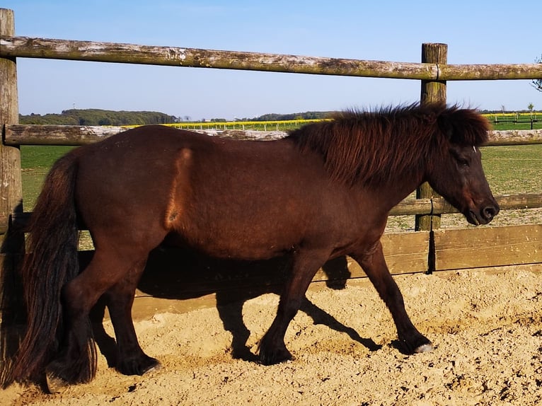 Islandpferd Wallach 18 Jahre 138 cm Rappe in Butjadingen