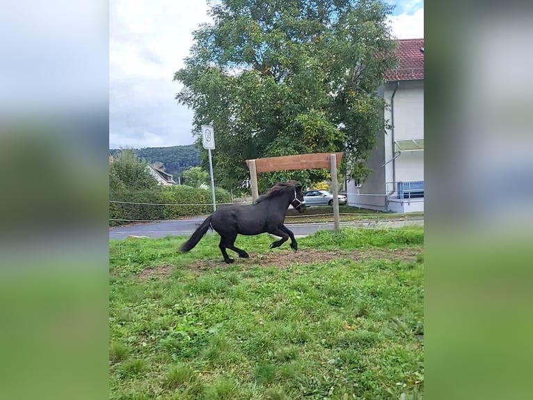 Islandpferd Wallach 18 Jahre 138 cm Rappe in Fuldatal