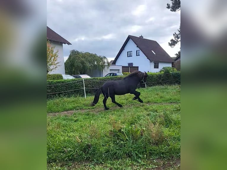 Islandpferd Wallach 18 Jahre 138 cm Rappe in Fuldatal