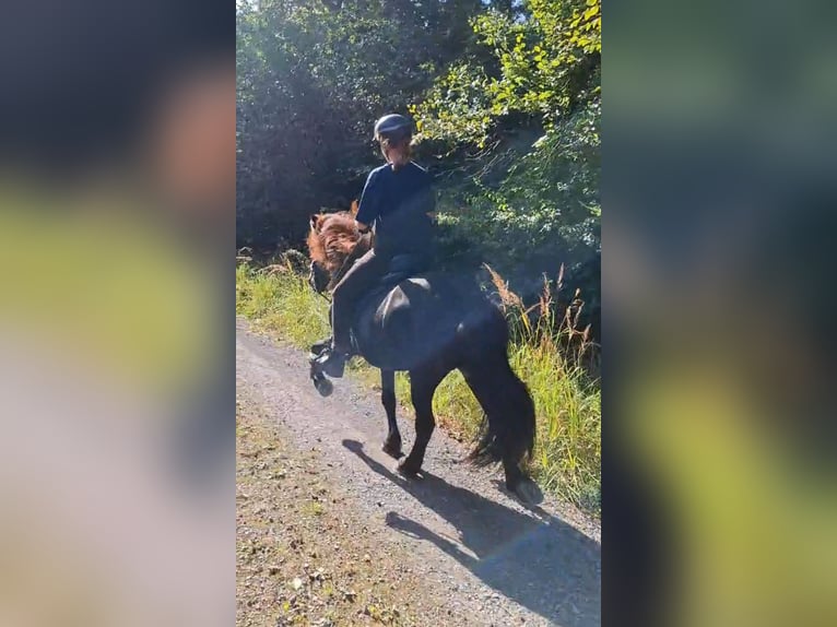 Islandpferd Wallach 18 Jahre 138 cm Rappe in Fuldatal
