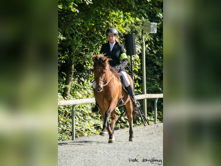 Islandpferd Wallach 18 Jahre 140 cm Brauner in Altenberge