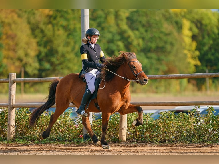 Islandpferd Wallach 18 Jahre 140 cm Brauner in Altenberge