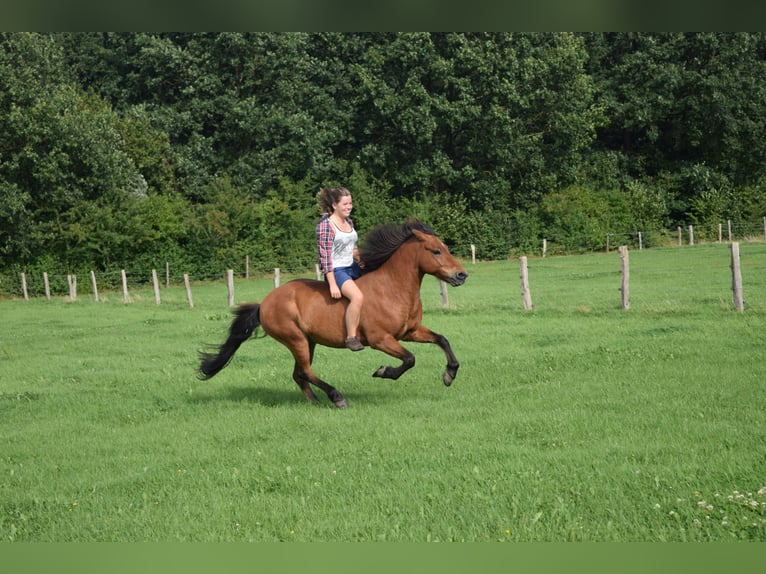 Islandpferd Wallach 18 Jahre 140 cm Brauner in Altenberge
