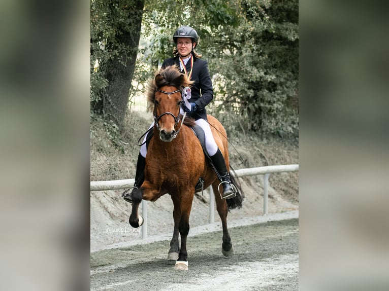 Islandpferd Wallach 18 Jahre 140 cm Brauner in Altenberge