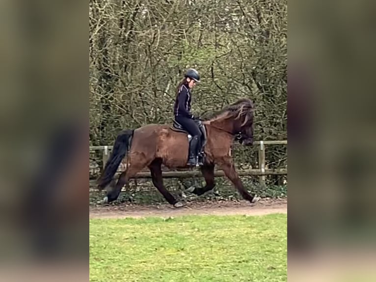 Islandpferd Wallach 18 Jahre 140 cm Dunkelbrauner in Appen