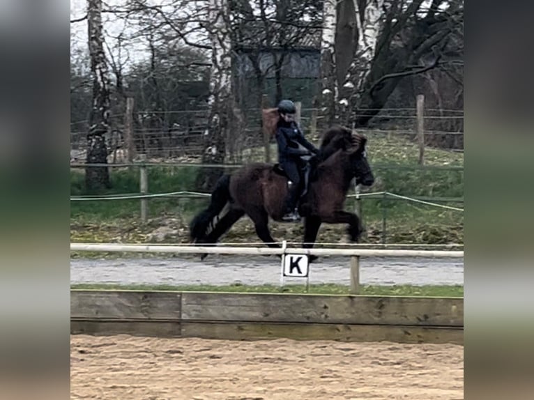 Islandpferd Wallach 18 Jahre 140 cm Dunkelbrauner in Appen