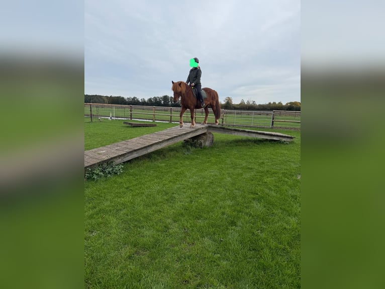 Islandpferd Wallach 18 Jahre 140 cm Fuchs in Böhme