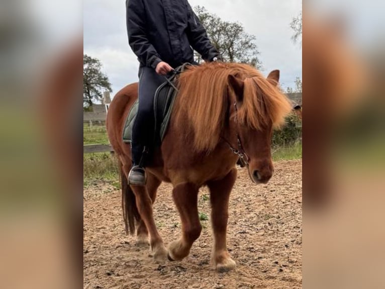 Islandpferd Wallach 18 Jahre 140 cm Fuchs in Böhme