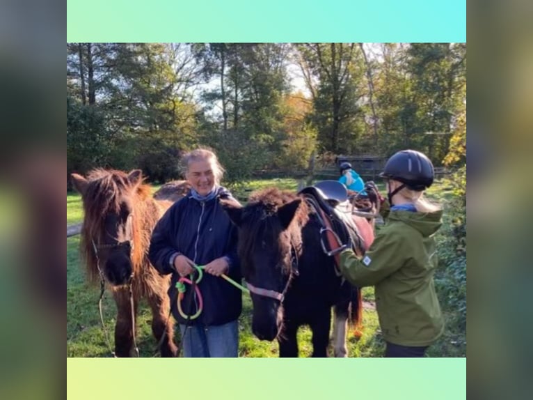 Islandpferd Wallach 18 Jahre 142 cm Rappe in Oyten