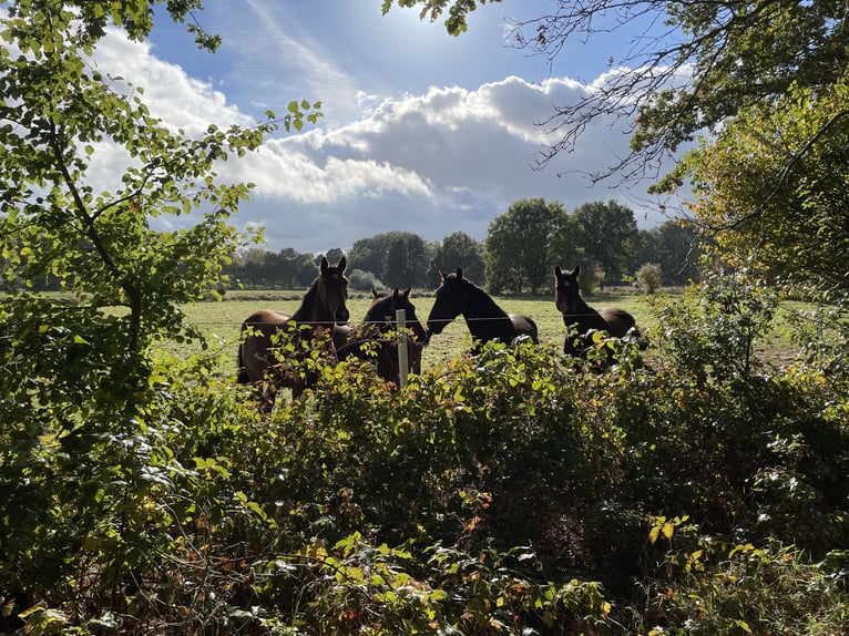 Islandpferd Wallach 18 Jahre 142 cm Rappe in Oyten