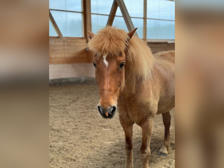 Islandpferd Wallach 18 Jahre 145 cm Fuchs in GrasbrunnGrasbrunn