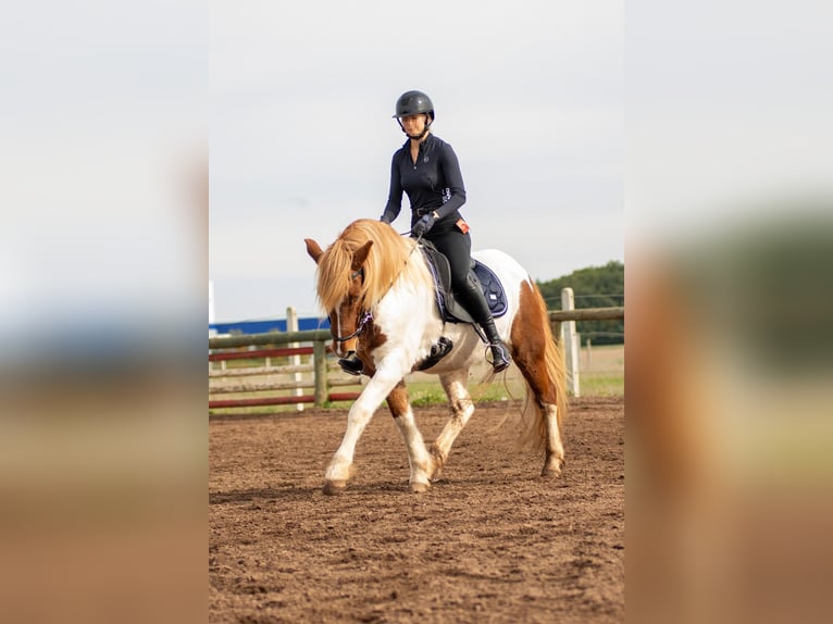 Islandpferd Wallach 18 Jahre 146 cm Schecke in Hilpoltstein